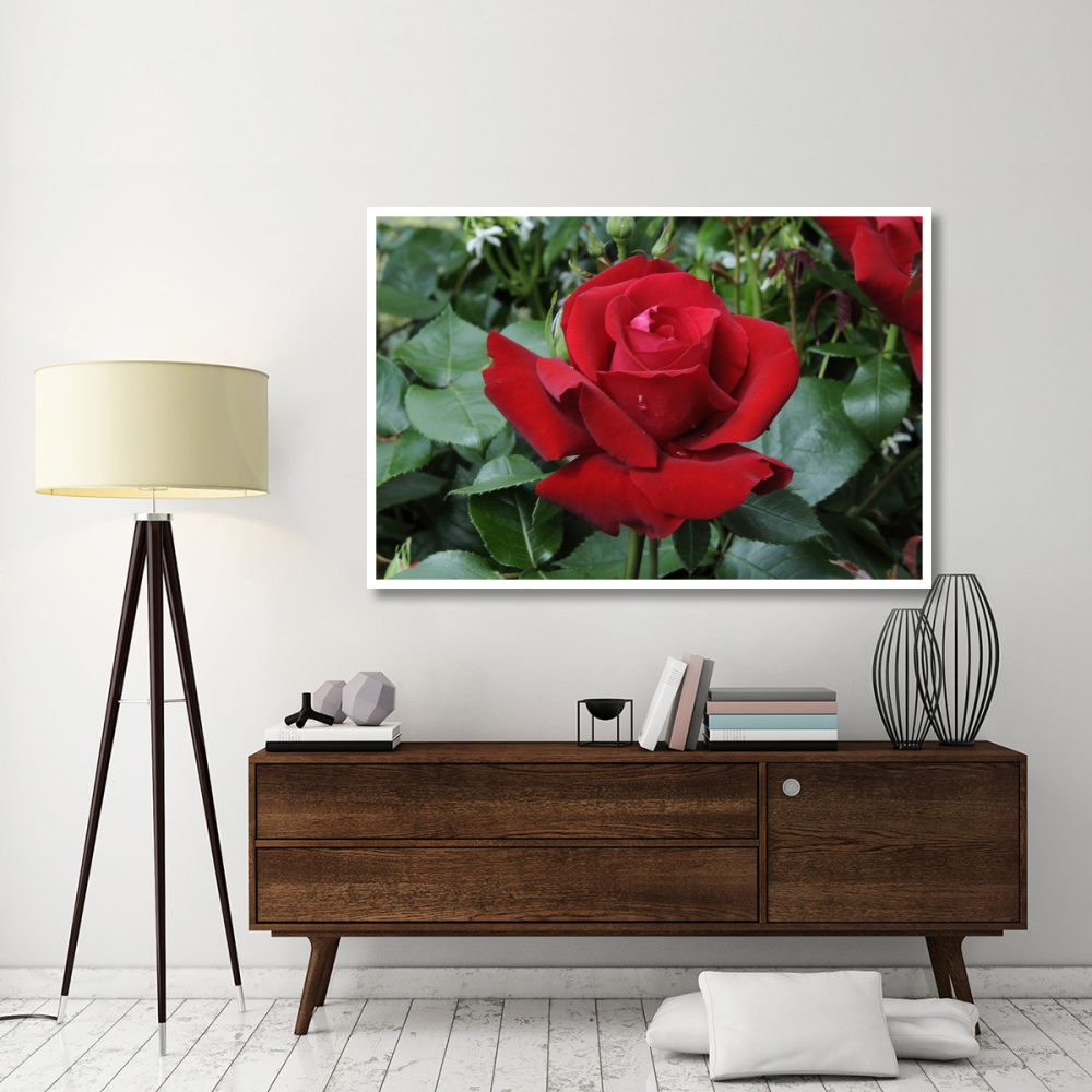 Rose ingrid bergman variety flower-Paper Art-62&quotx42"