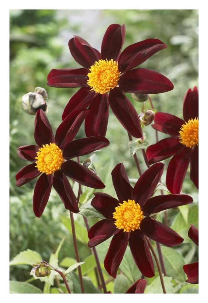 Dahlia honka black variety flowers-Paper Art-22"x32"
