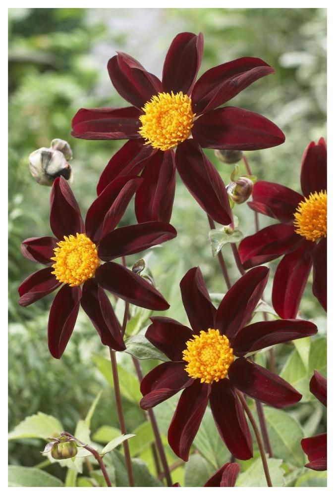 Dahlia honka black variety flowers-Paper Art-42"x62"