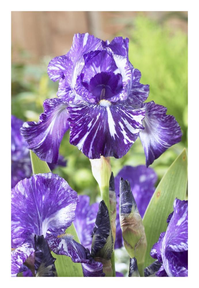 Bearded Iris batik variety flowers-Paper Art-18"x26"