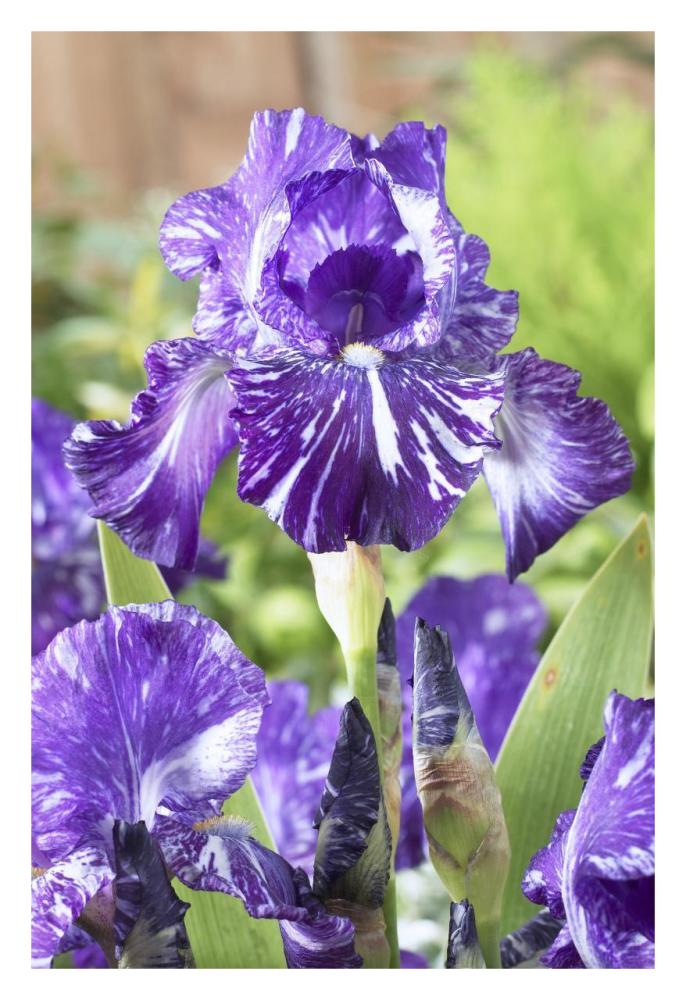 Bearded Iris batik variety flowers-Paper Art-22"x32"