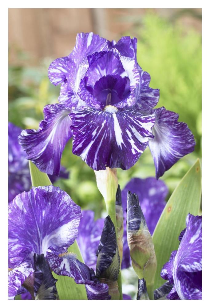 Bearded Iris batik variety flowers-Paper Art-26"x38"