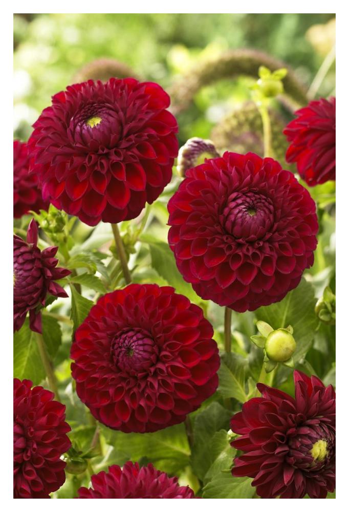 Dahlia boom boom red variety flowers-Paper Art-14"x20"