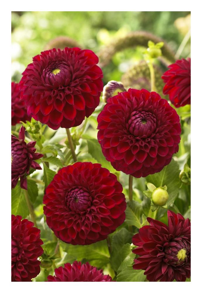 Dahlia boom boom red variety flowers-Paper Art-18"x26"