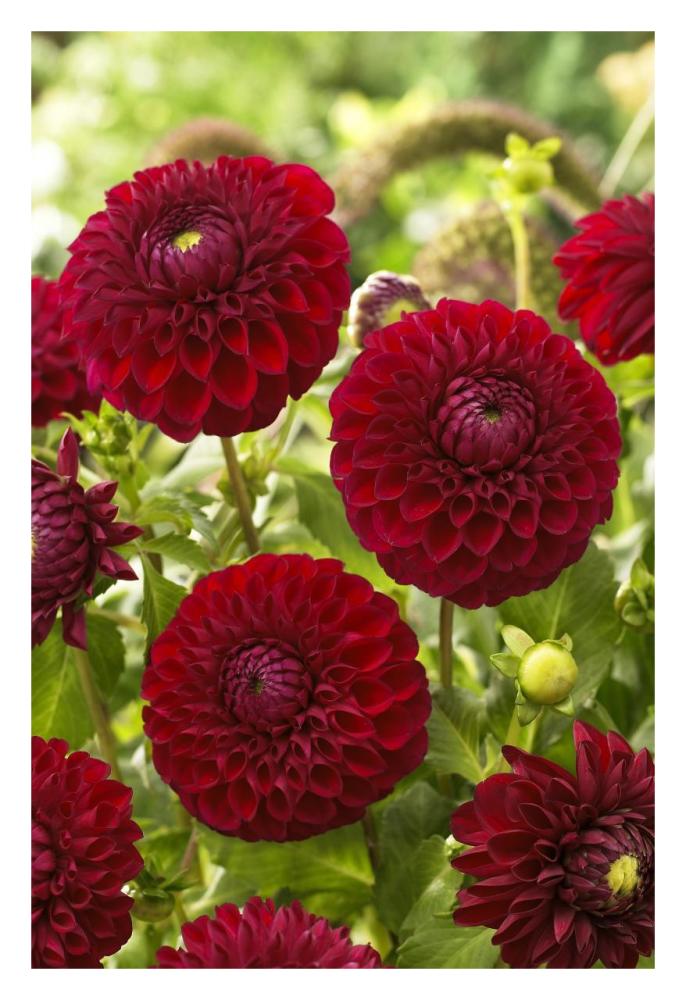 Dahlia boom boom red variety flowers-Paper Art-22"x32"