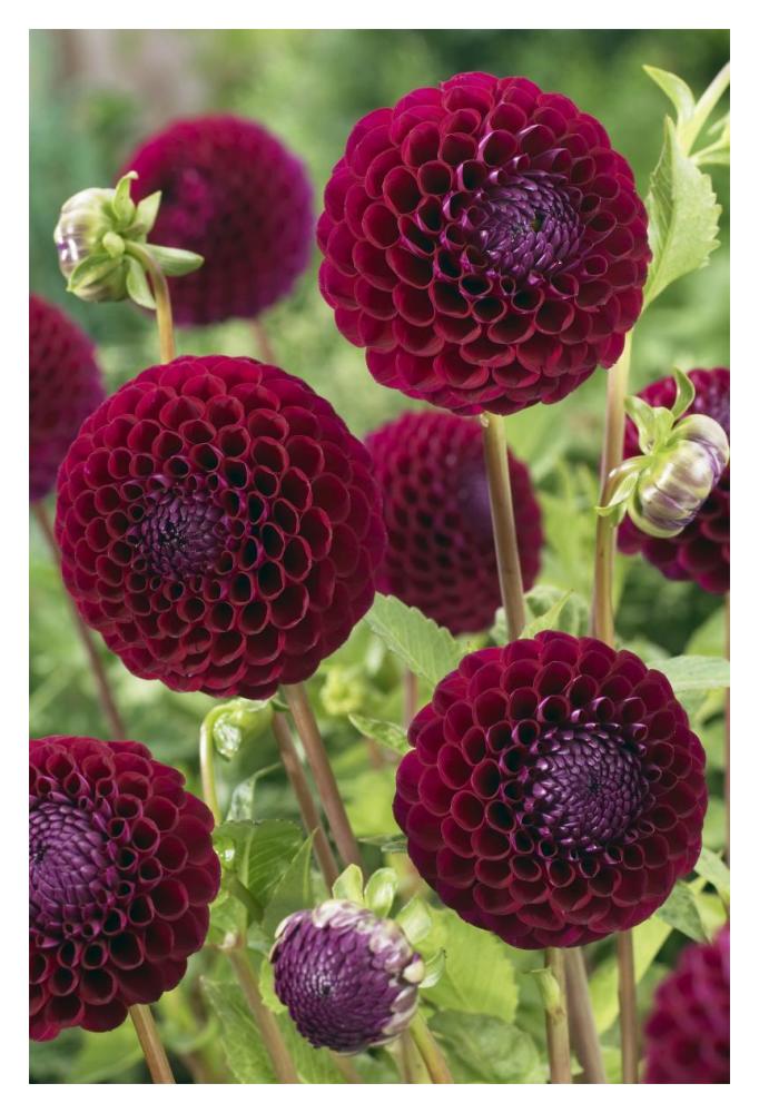 Dahlia downham royal variety flowers-Paper Art-14"x20"