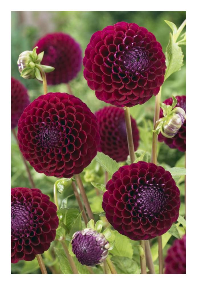 Dahlia downham royal variety flowers-Paper Art-18"x26"