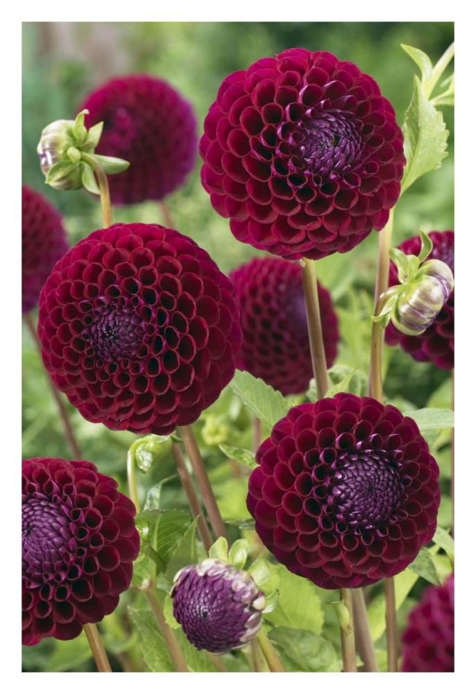 Dahlia downham royal variety flowers-Paper Art-22"x32"