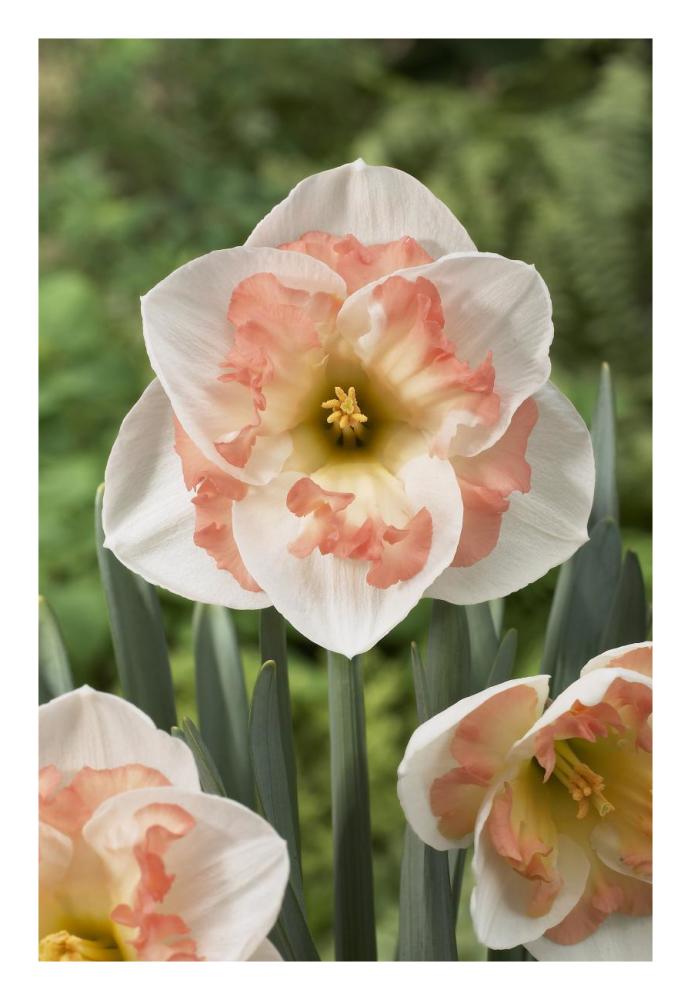 Daffodil pink wonder variety flowers-Paper Art-18"x26"