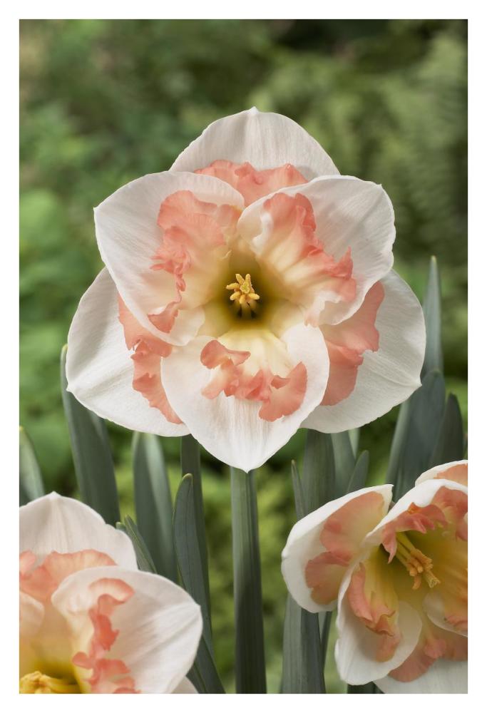 Daffodil pink wonder variety flowers-Paper Art-26"x38"
