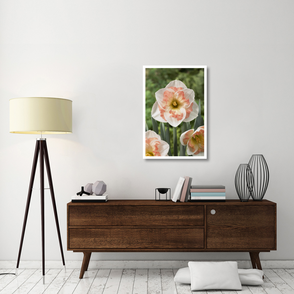 Daffodil pink wonder variety flowers-Paper Art-26&quotx38"