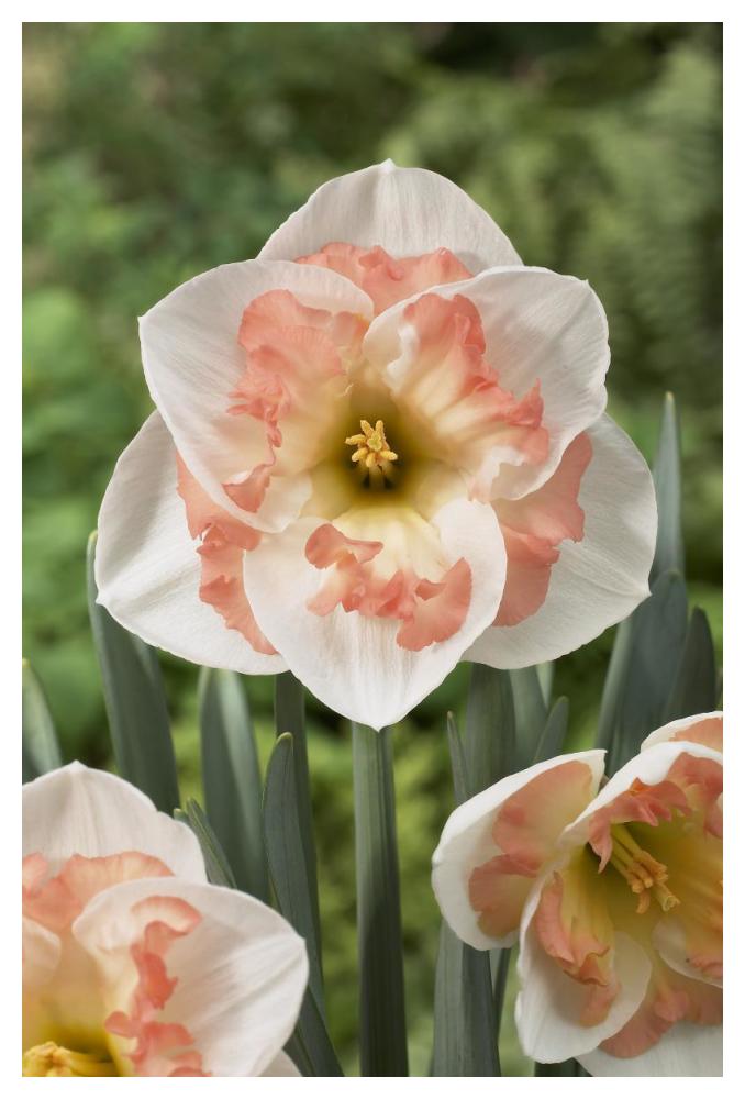 Daffodil pink wonder variety flowers-Paper Art-34"x50"
