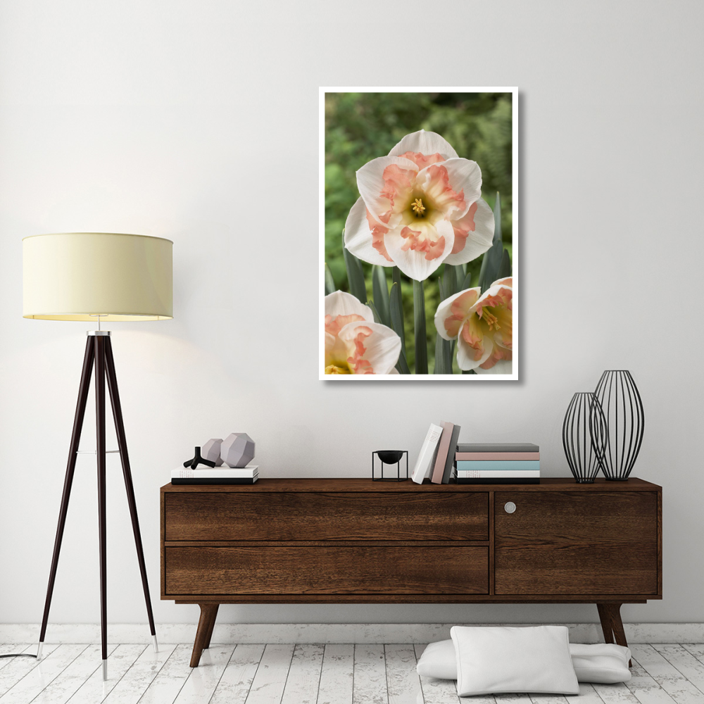 Daffodil pink wonder variety flowers-Paper Art-34&quotx50"