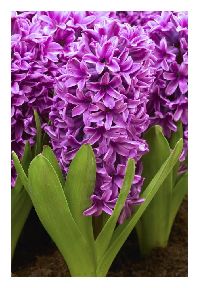 Hyacinth miss saigon variety flowers-Paper Art-18"x26"