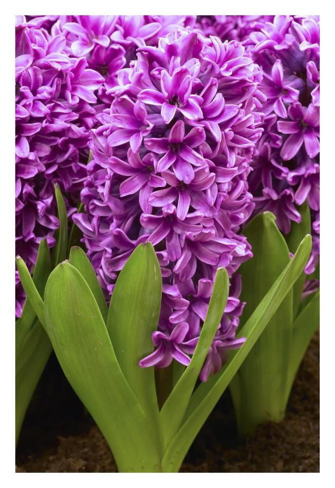 Hyacinth miss saigon variety flowers-Paper Art-22"x32"