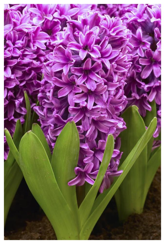Hyacinth miss saigon variety flowers-Paper Art-42"x62"