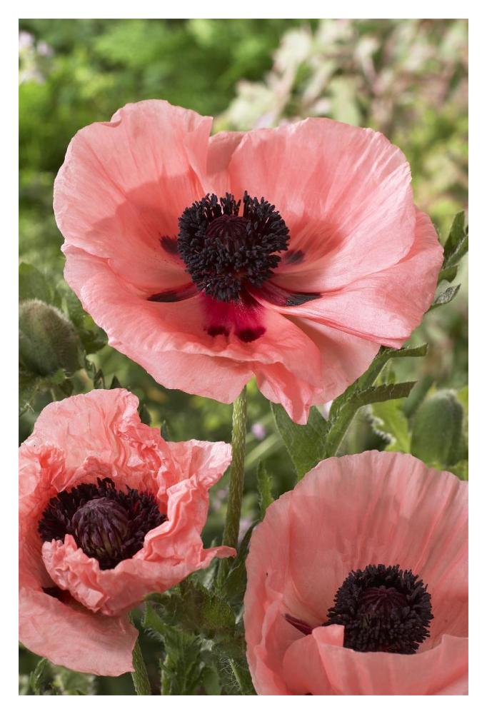 Oriental Poppy Salmon Variety Flowers-Paper Art-14""X20""