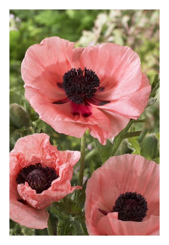 Oriental Poppy Salmon Variety Flowers-Paper Art-18""X26""