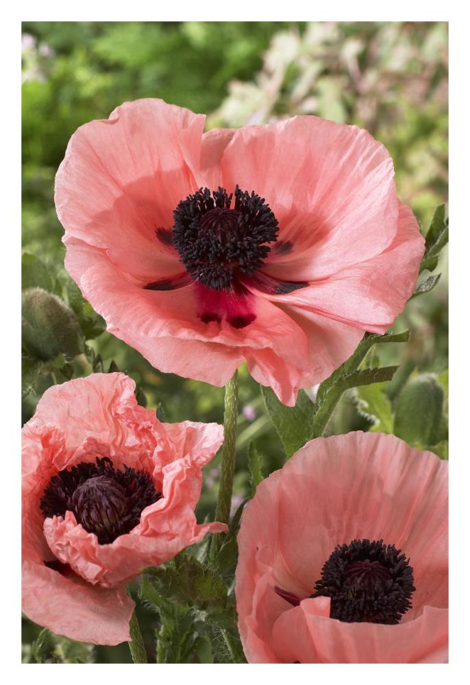 Oriental Poppy salmon variety flowers-Paper Art-22"x32"