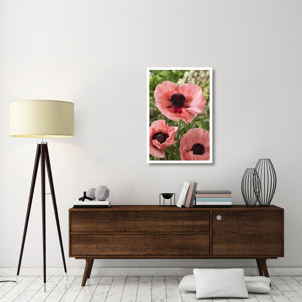 Oriental Poppy Salmon Variety Flowers-Paper Art-26"&quotX38""