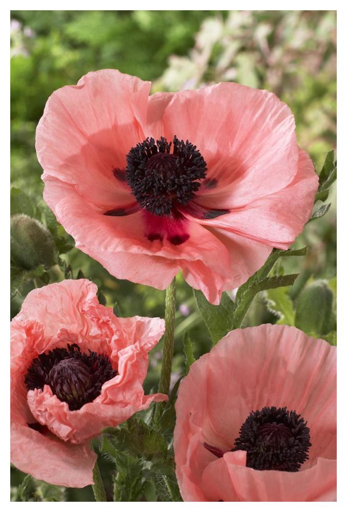 Oriental Poppy Salmon Variety Flowers-Paper Art-34""X50""