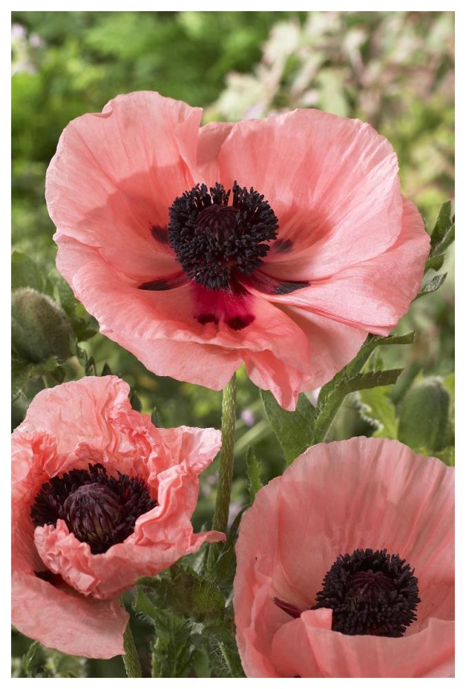 Oriental Poppy salmon variety flowers-Paper Art-42"x62"