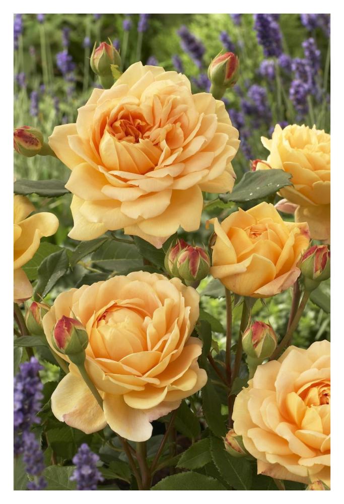 Rose golden celebration variety flowers-Paper Art-26"x38"