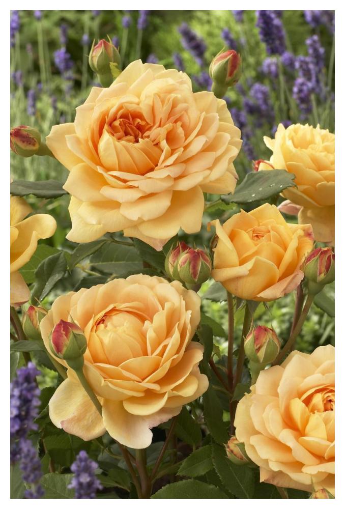 Rose golden celebration variety flowers-Paper Art-34"x50"