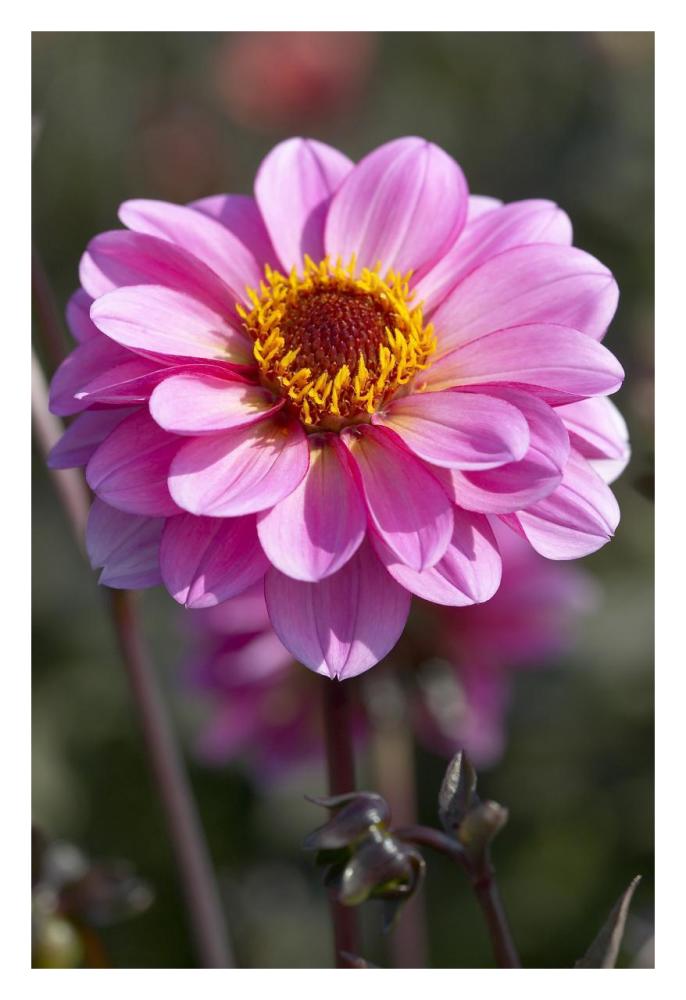 Dahlia classic rosamunde variety flower-Paper Art-22"x32"