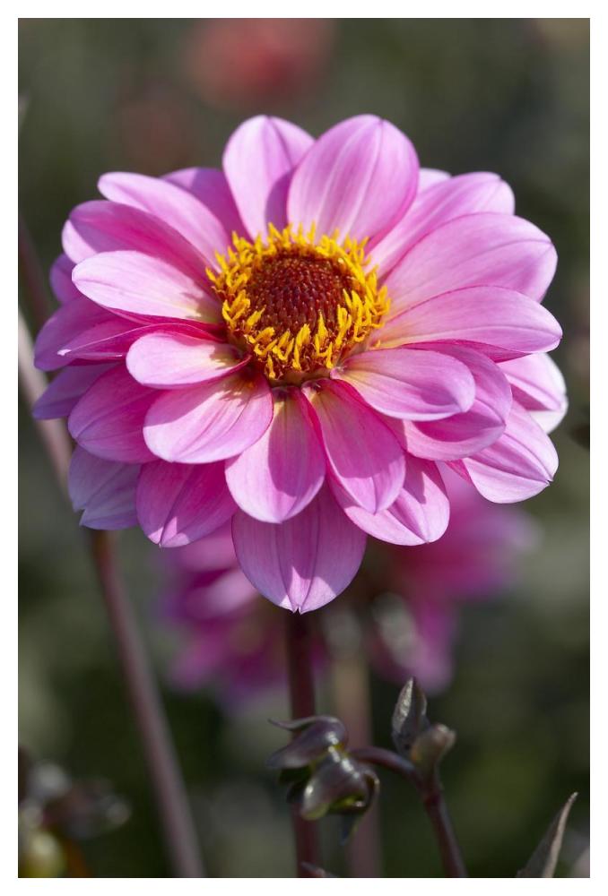Dahlia classic rosamunde variety flower-Paper Art-34"x50"