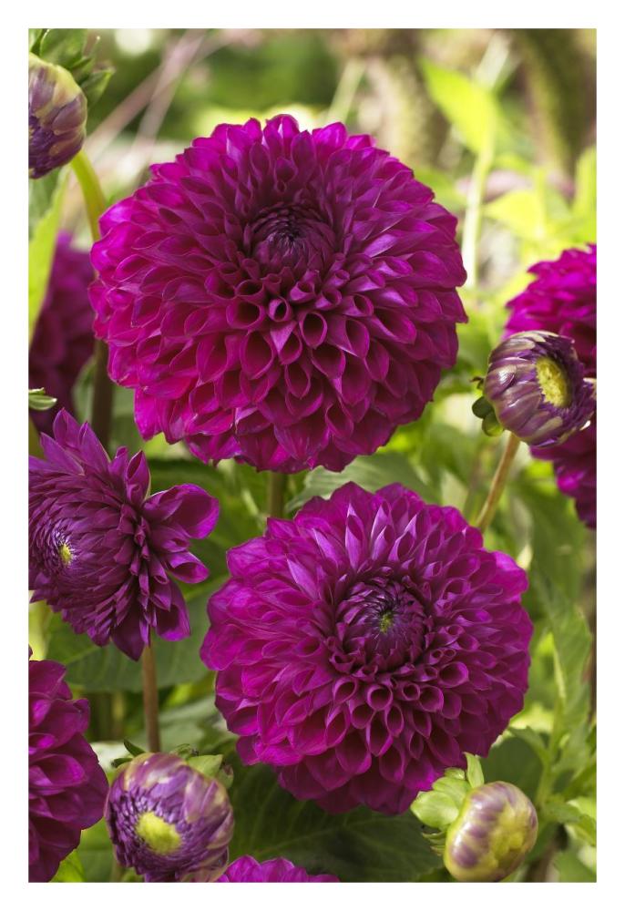 Dahlia boom boom purple variety flowers-Paper Art-22"x32"