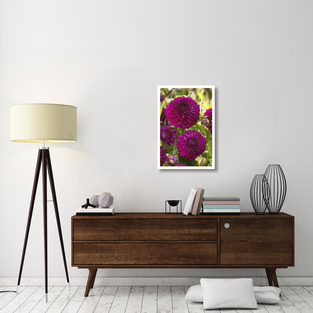 Dahlia boom boom purple variety flowers-Paper Art-22&quotx32"