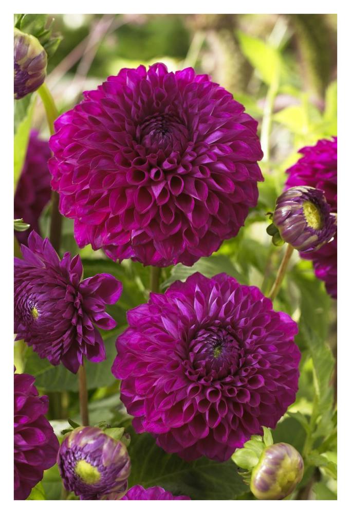Dahlia boom boom purple variety flowers-Paper Art-26"x38"