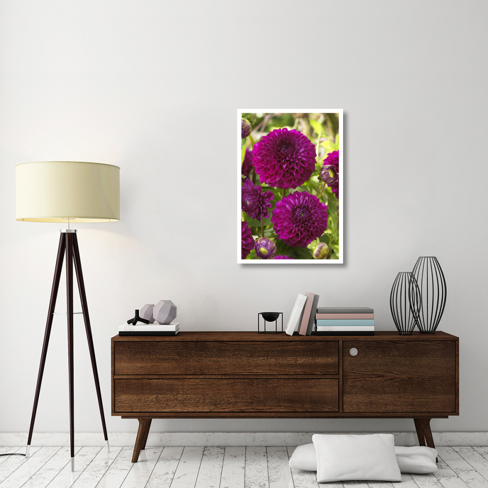 Dahlia boom boom purple variety flowers-Paper Art-26&quotx38"