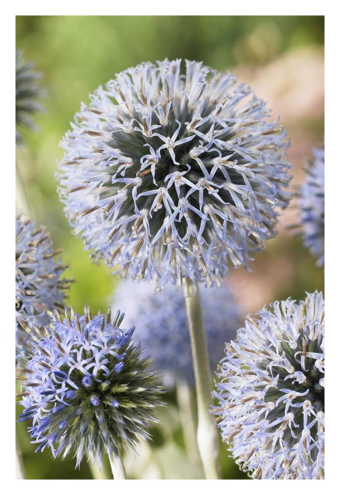 Globethistle blue pearl variety flowers-Paper Art-22"x32"