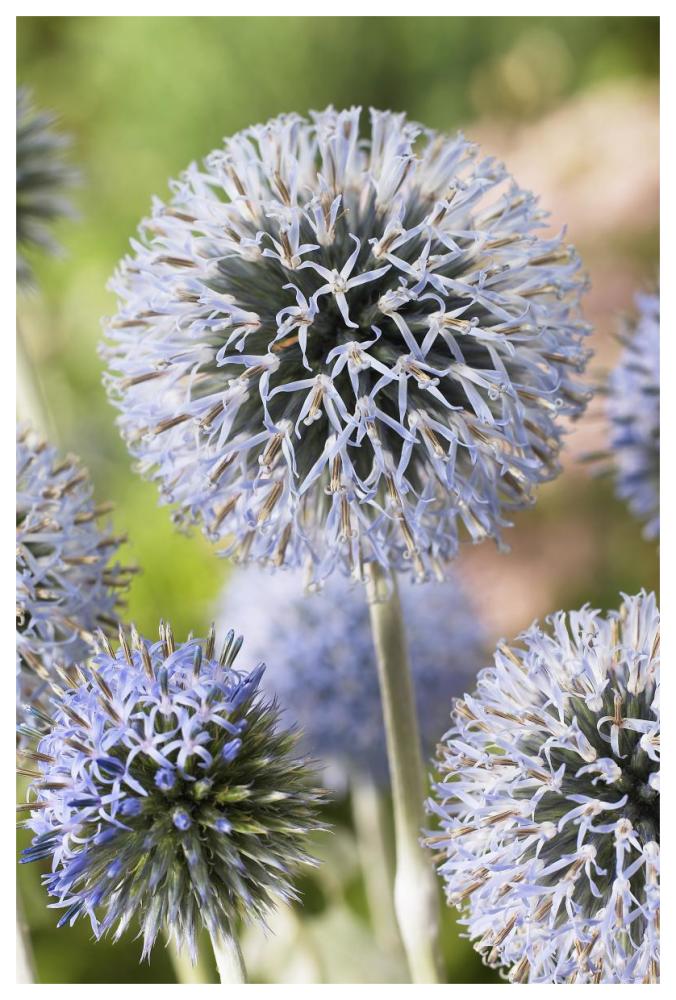 Globethistle blue pearl variety flowers-Paper Art-42"x62"