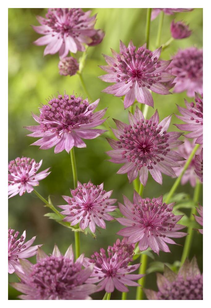 Greater Masterwort roma variety flowers-Paper Art-14"x20"