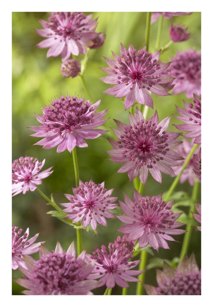 Greater Masterwort roma variety flowers-Paper Art-18"x26"