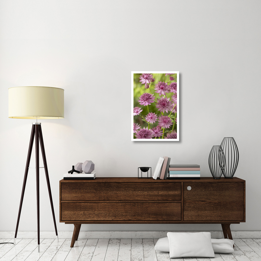 Greater Masterwort roma variety flowers-Paper Art-22&quotx32"