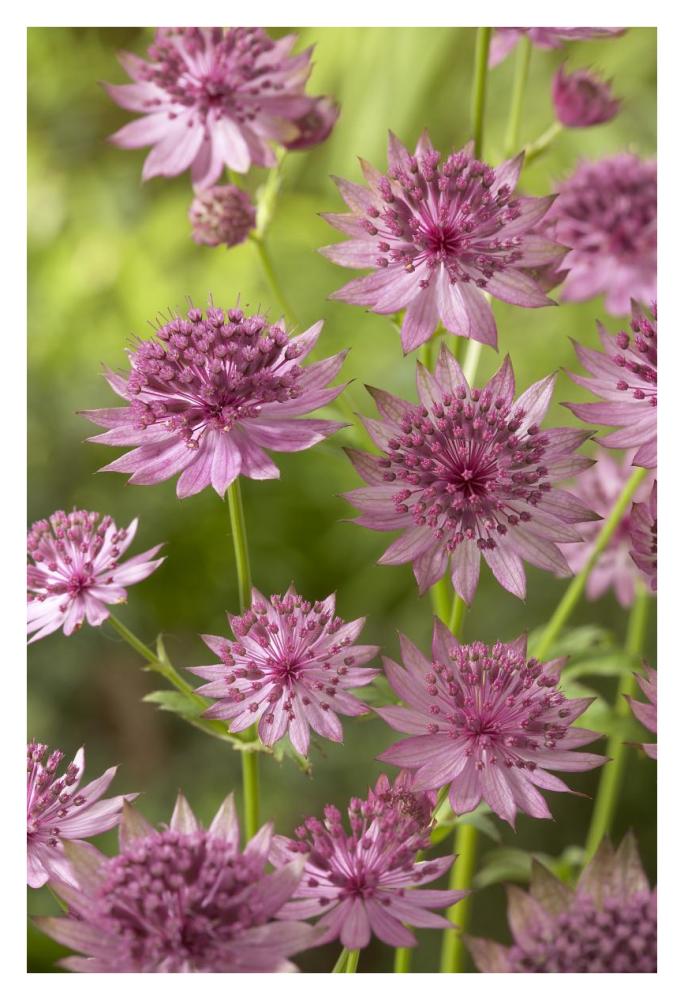 Greater Masterwort roma variety flowers-Paper Art-26"x38"