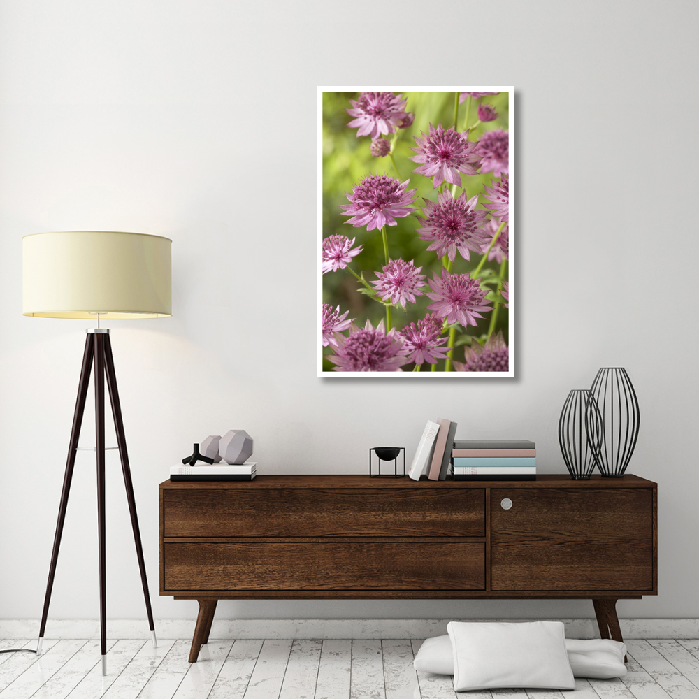 Greater Masterwort roma variety flowers-Paper Art-34&quotx50"