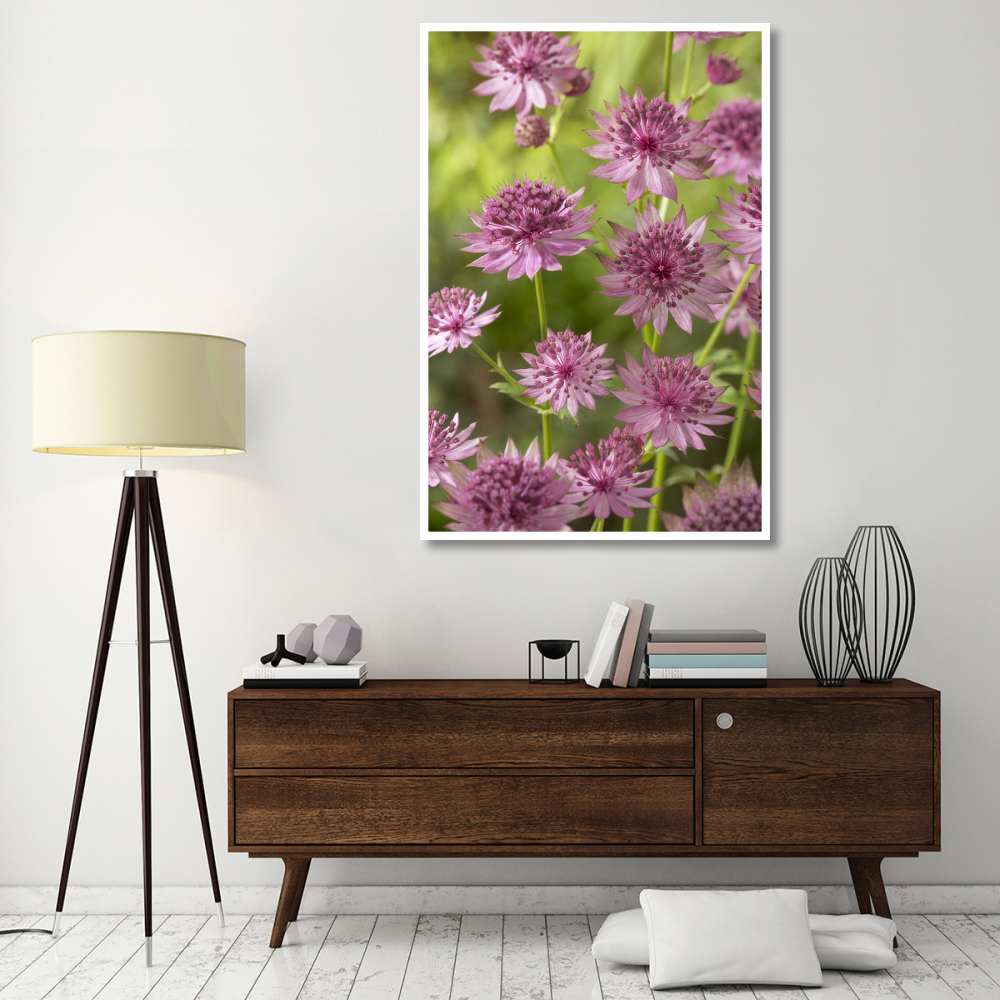 Greater Masterwort roma variety flowers-Paper Art-42&quotx62"