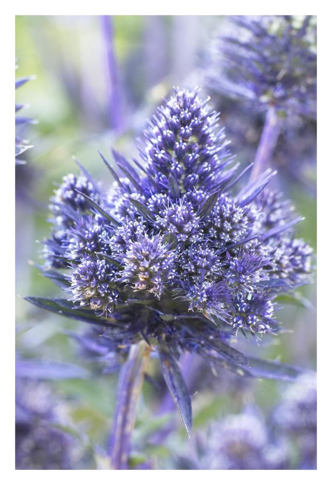 Plains Eryngo bethlehem variety flowers-Paper Art-22"x32"