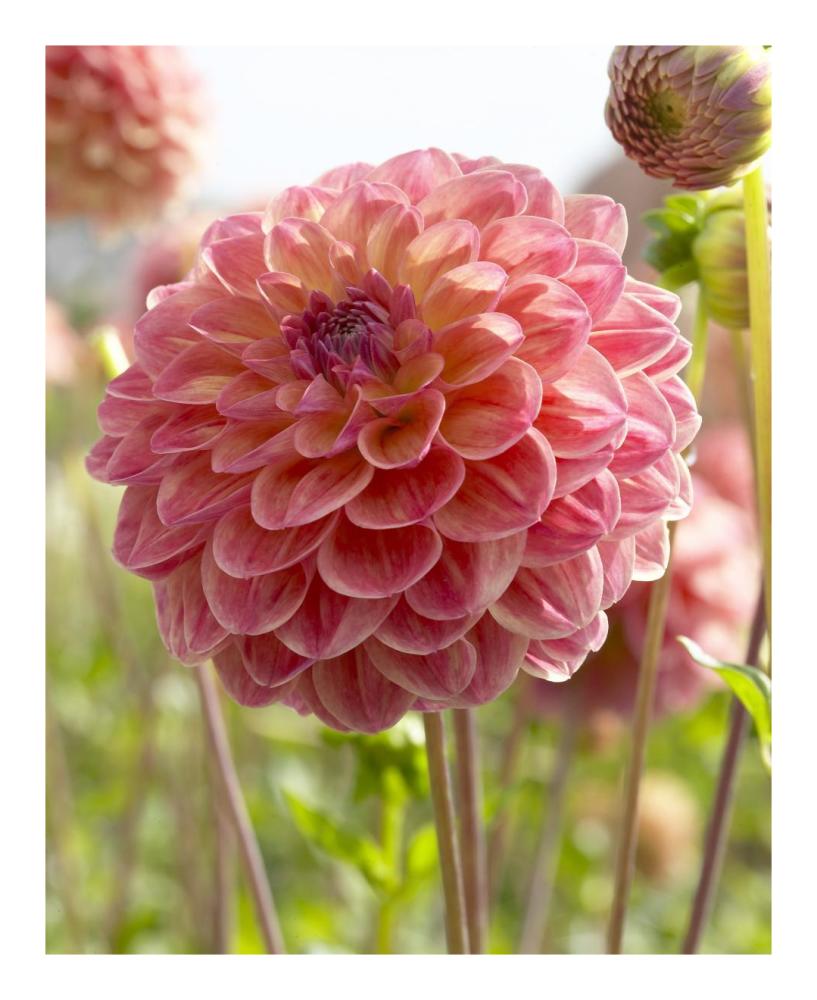 Dahlia hills view jupiter variety flower-Paper Art-18"x22"