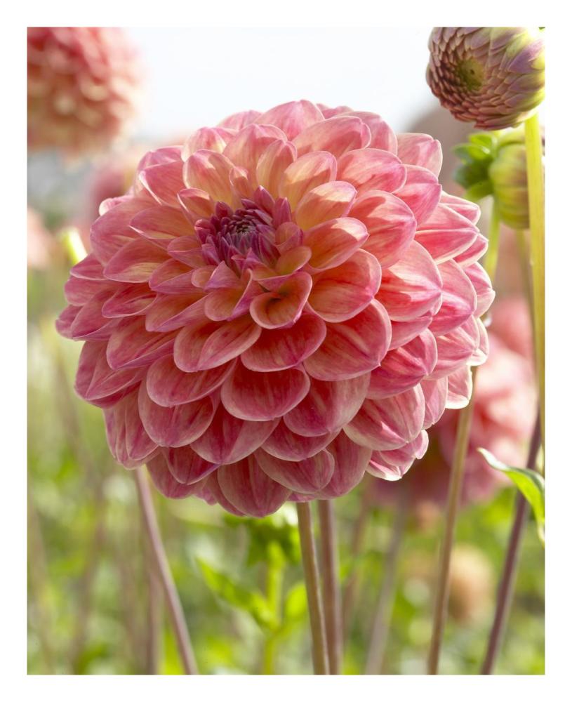Dahlia hills view jupiter variety flower-Paper Art-22"x26"