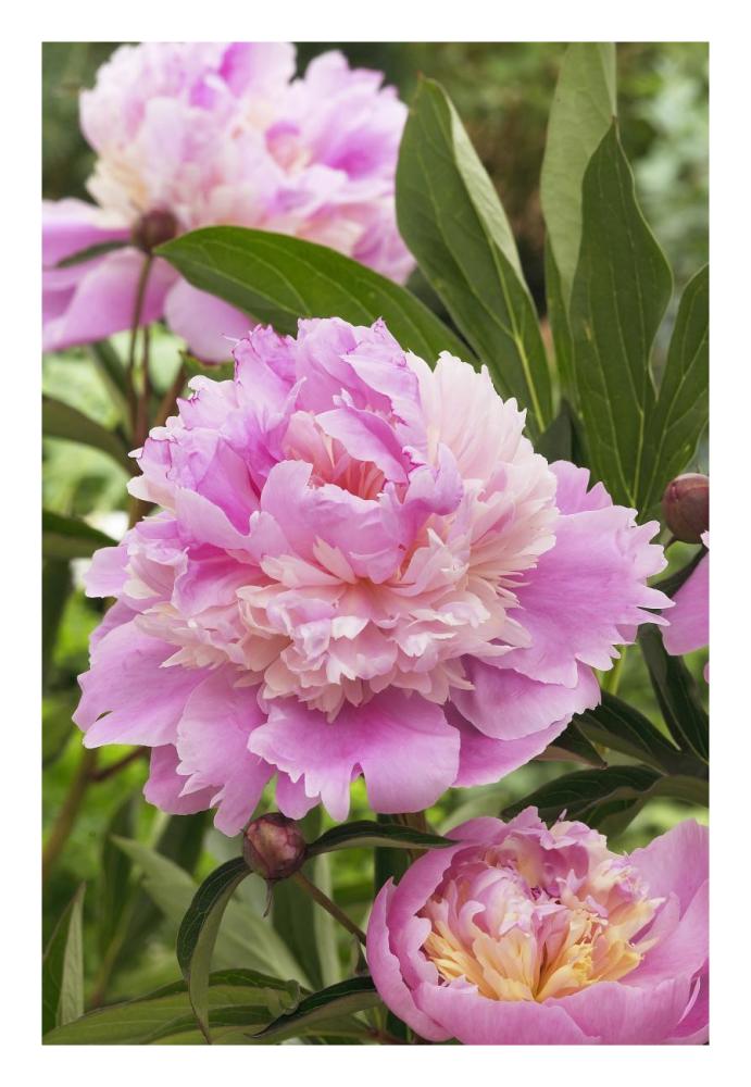 Peony mme emile debatene variety flowers-Paper Art-18"x26"