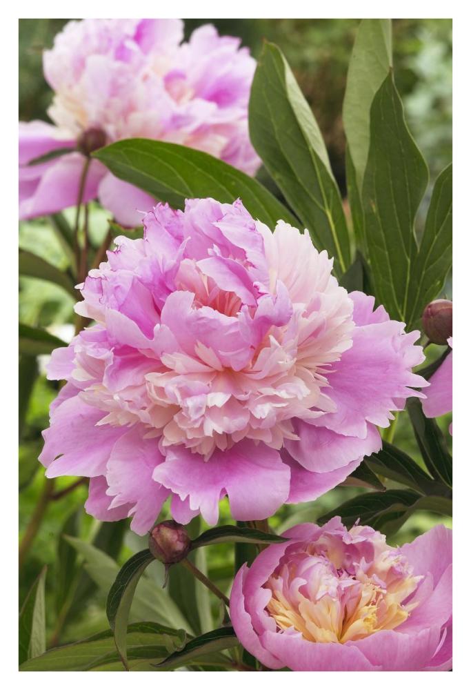 Peony mme emile debatene variety flowers-Paper Art-26"x38"