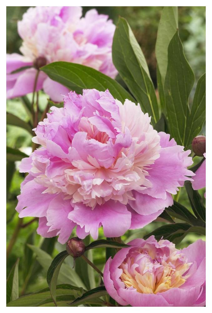 Peony mme emile debatene variety flowers-Paper Art-34"x50"