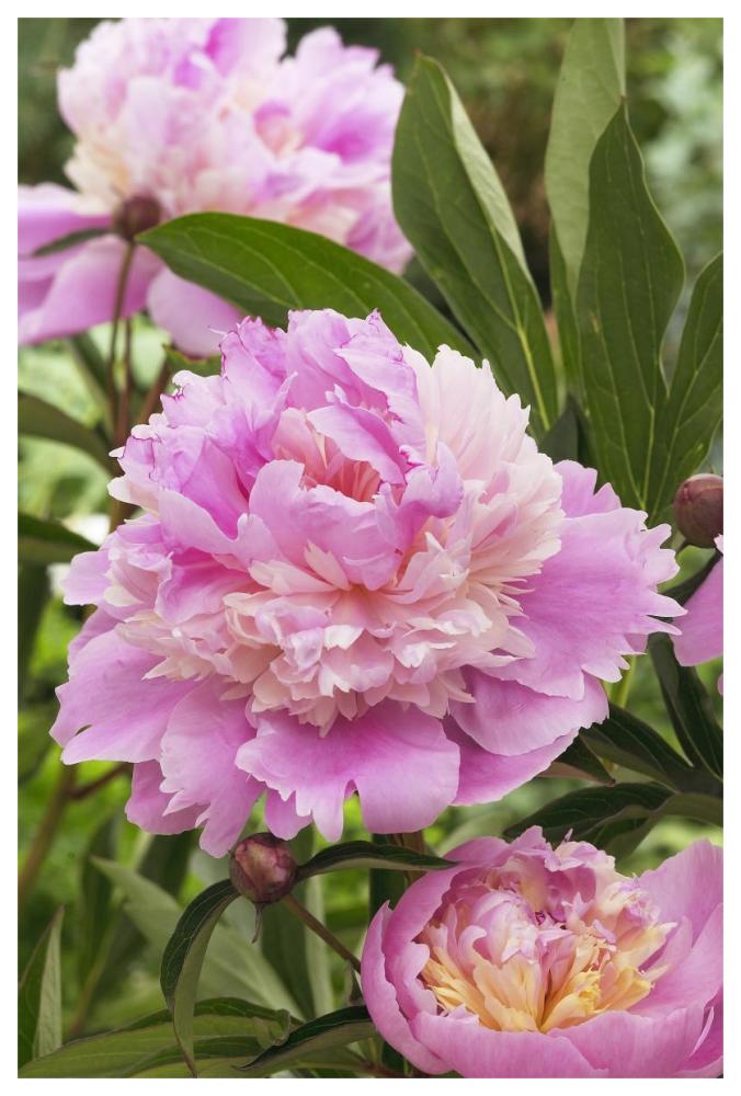 Peony mme emile debatene variety flowers-Paper Art-42"x62"