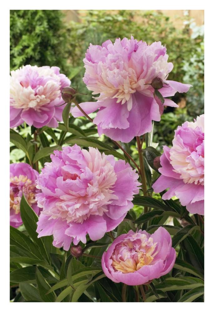 Peony mme emile debatene variety flowers-Paper Art-22"x32"